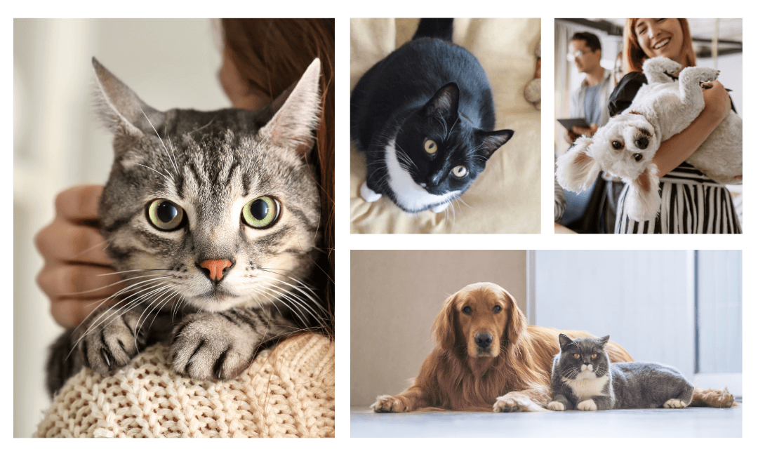 Collage of pets featured with the property's pet policy information.